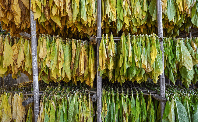 Air Curing Tobacco